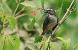 Grayish Saltator